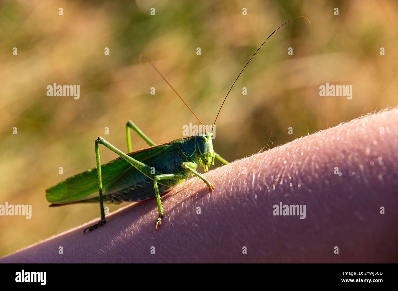 Heuschrecke, Grünes Heupferd Heuschrecke, Grünes Heupferd krabbelt auf einem menschlichen Arm. Stockfoto