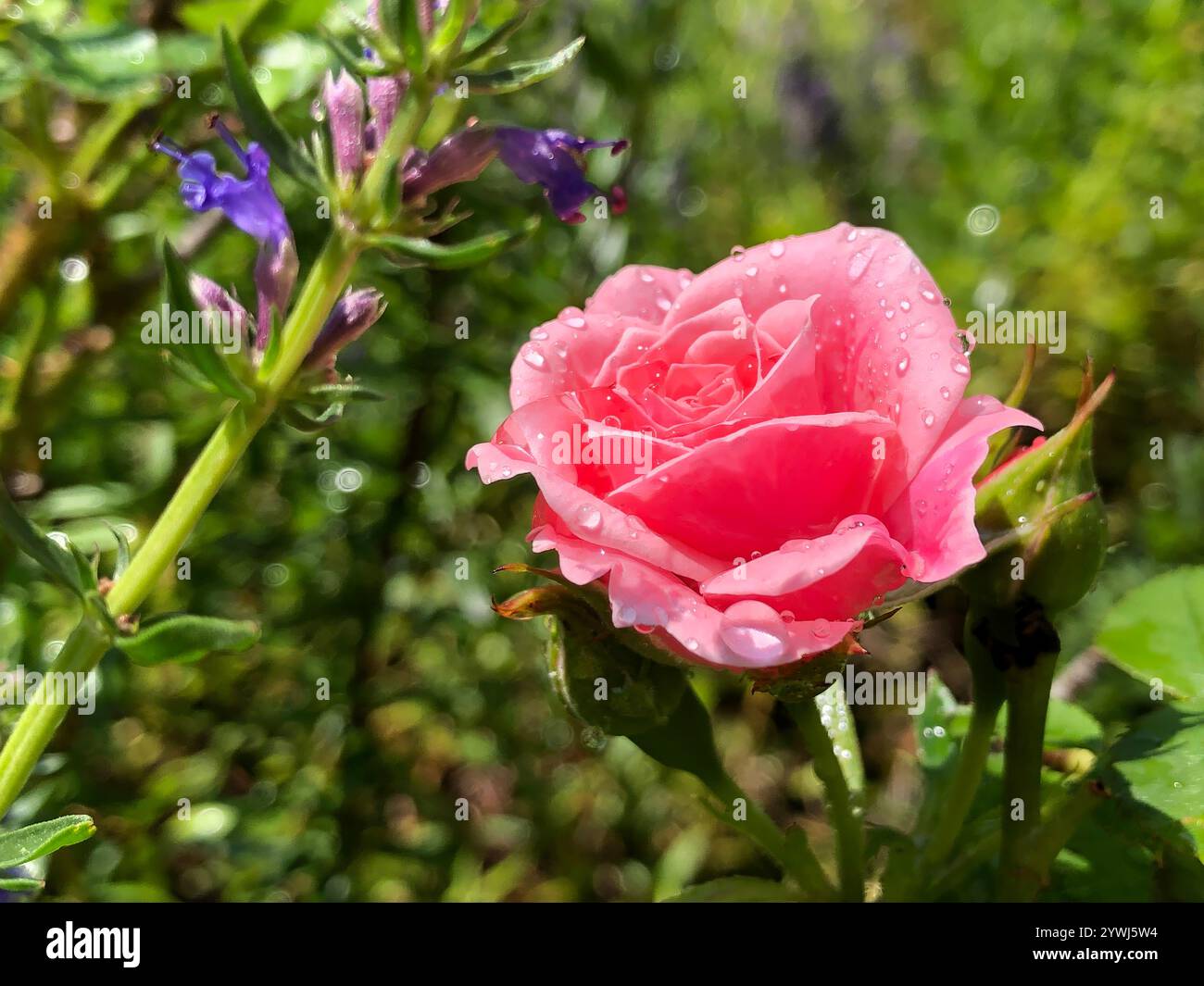 Süße rosafarbene Rose in einem englischen Landgarten Stockfoto