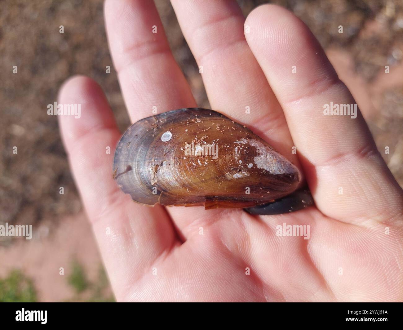 Nördlicher Reiter (Modiolus modiolus) Stockfoto