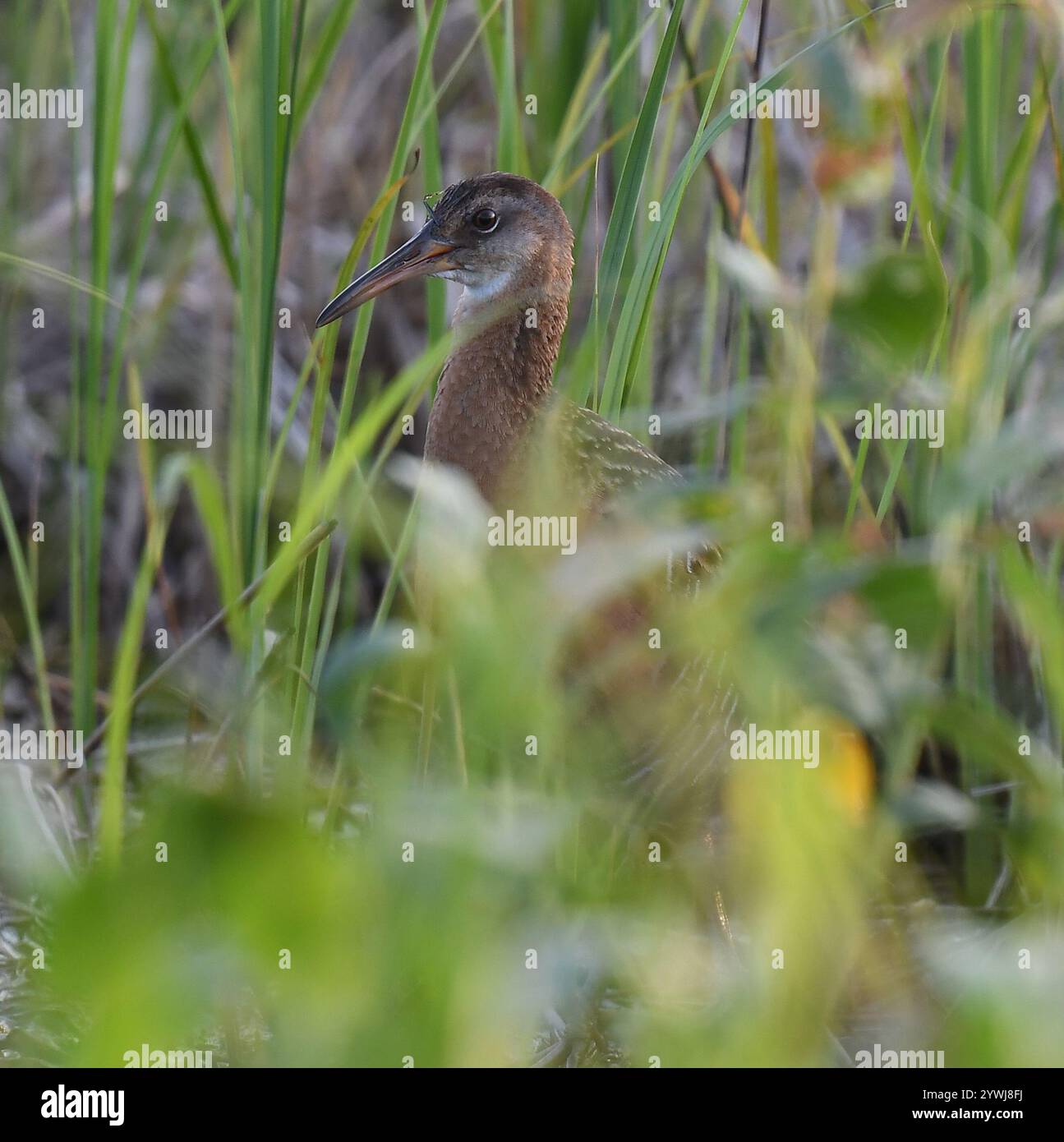 Kingsize-Schiene (Rallus elegans) Stockfoto
