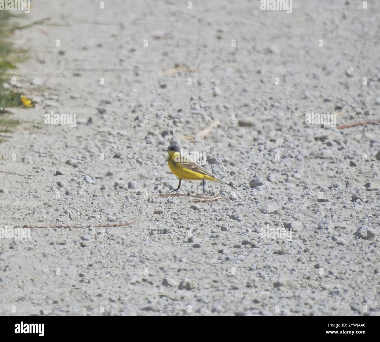 Grauköpfiger Wagtail (Motacilla flava thunbergi) Stockfoto