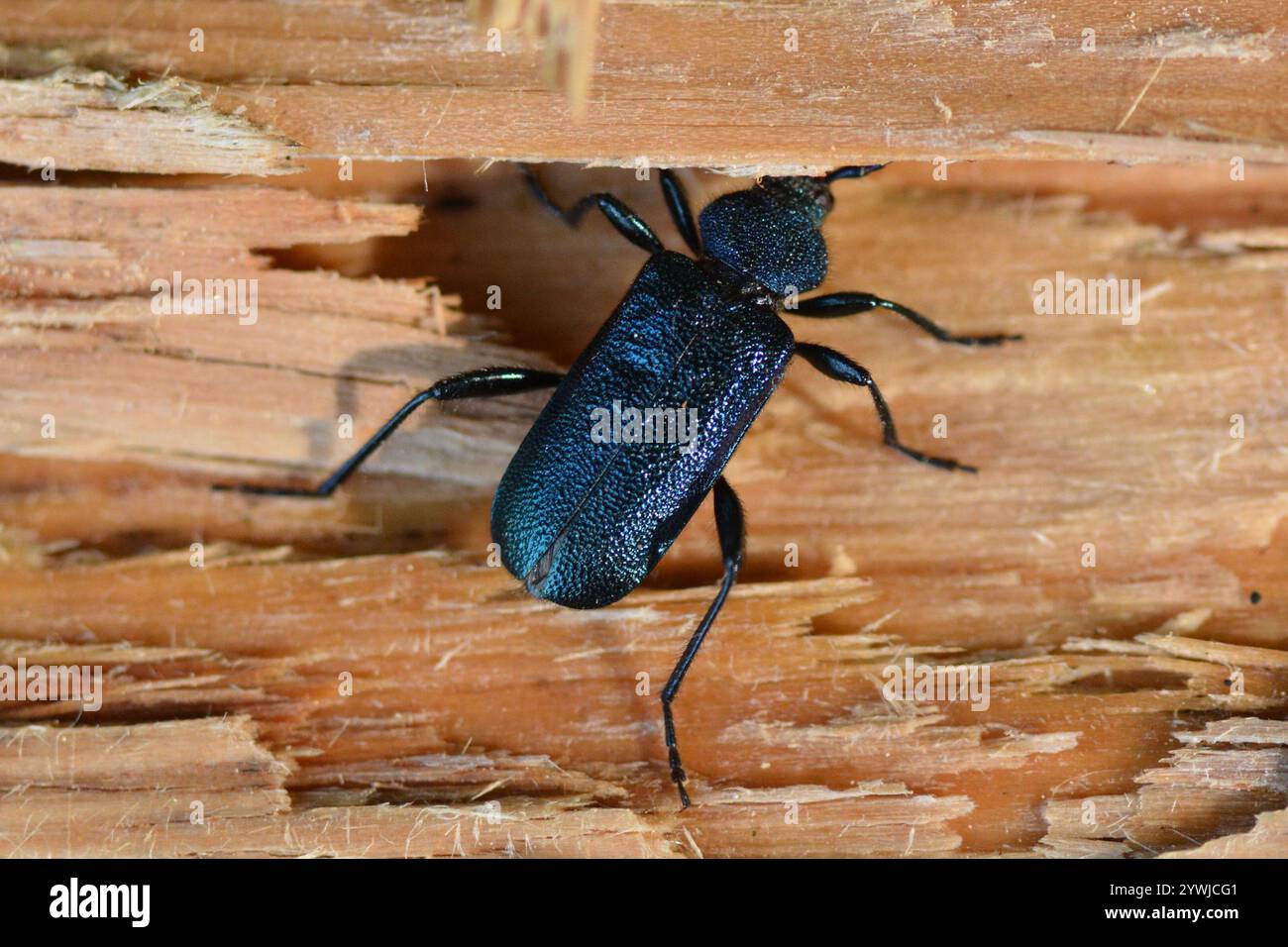 Violetter Tanbarkkäfer (Callidium violaceum) Stockfoto