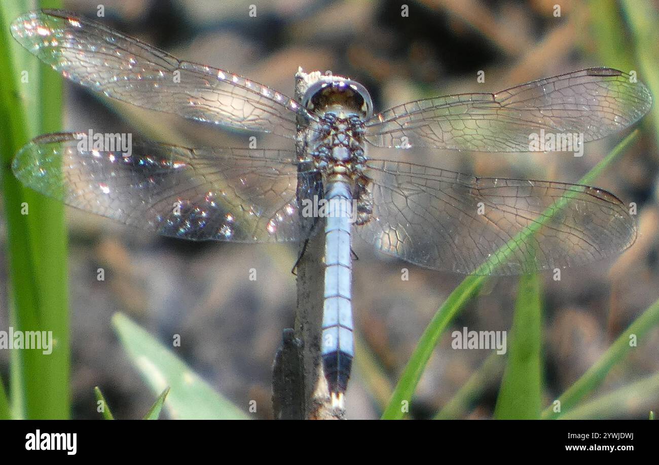 Little Blue Dragonlet (Erythrodiplax minuscula) Stockfoto