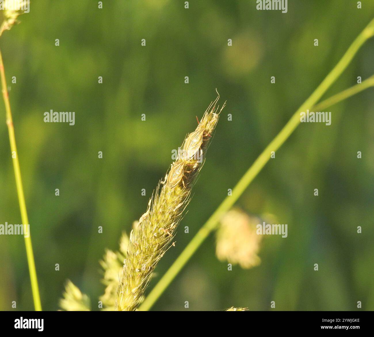 Bischof's Gehrungsschild Bug (Aelia acuminata) Stockfoto