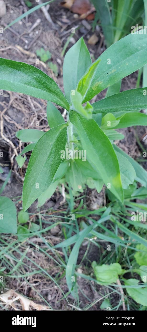 Steife Sonnenblume (Helianthus pauciflorus) Stockfoto