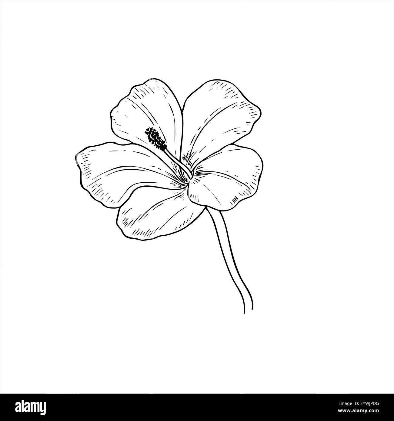 Eine Sommer blühende Blume Vektor isolierte Illustration. Tropischer Hibiskus oder Lilie in Blüte auf monochromer Stangenzeichnung. Blumenelement Stock Vektor