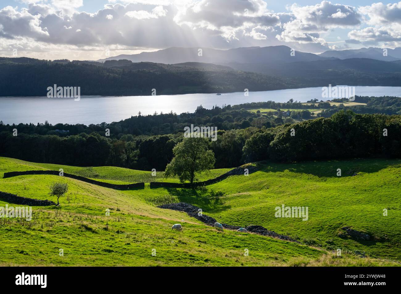 Wunderschöne Aussicht vom Orrest Head auf Lake Windermere und die hohen Fjells des Lake District National Park, Cumbria, England. Stockfoto