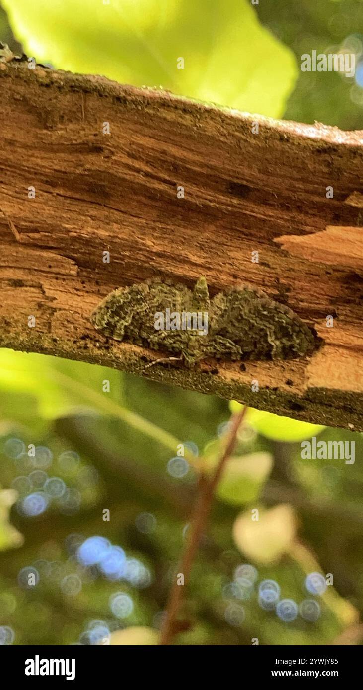 Grüner Mops (Pasiphila rectangulata) Stockfoto