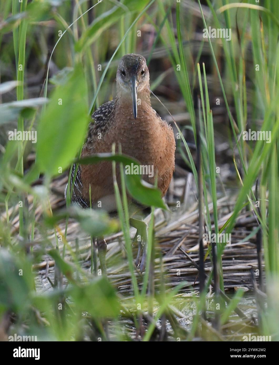 Kingsize-Schiene (Rallus elegans) Stockfoto