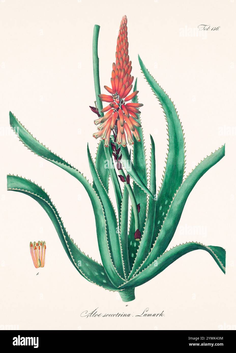 Antike botanische Illustration von 1828. Zeigt eine Heilpflanze, die im österreichischen Arzneibuch von 1820 aufgeführt ist und deren botanische und pharmazeutische Eigenschaften betont Stockfoto