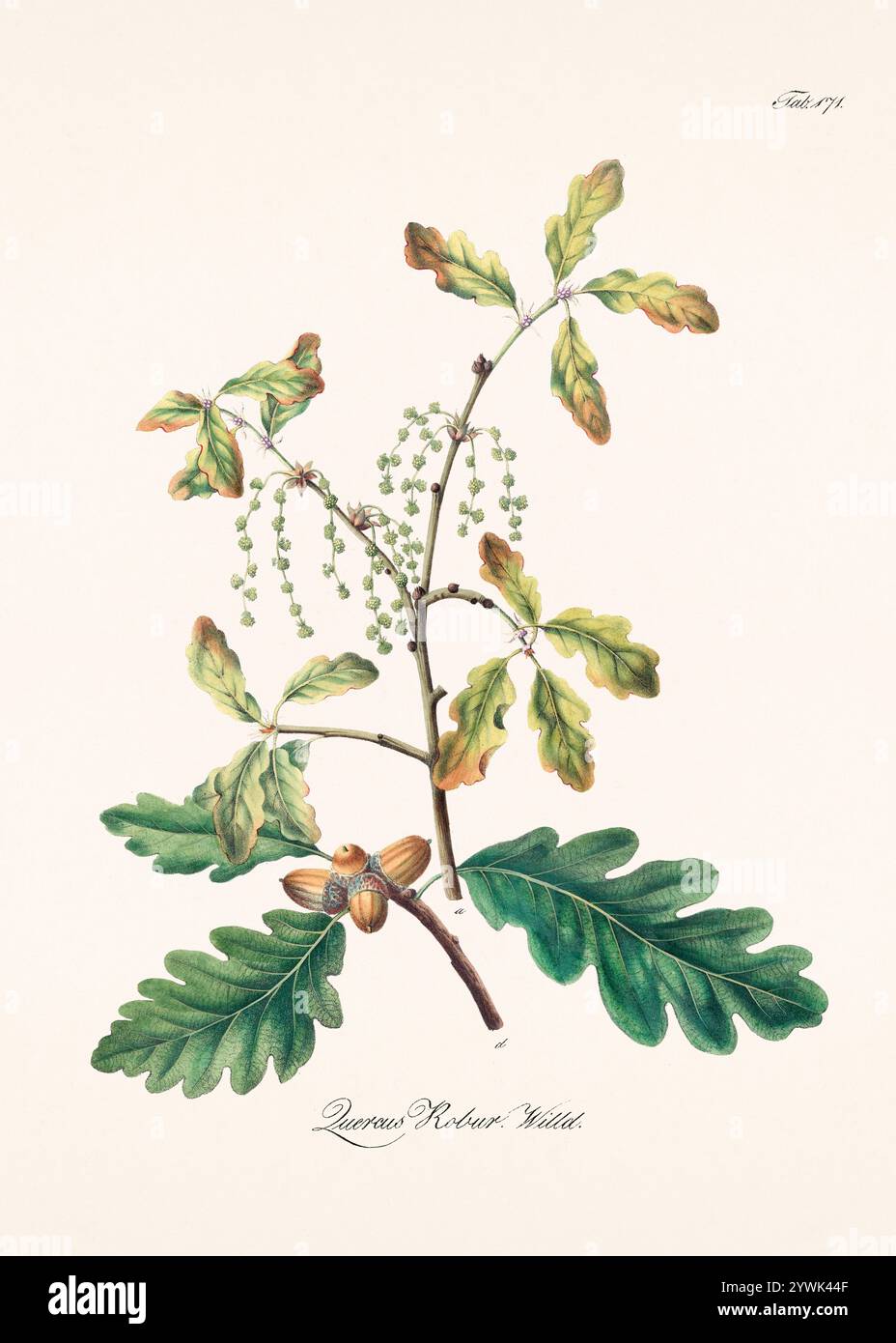 Antike botanische Illustration von 1828. Zeigt eine Heilpflanze, die im österreichischen Arzneibuch von 1820 aufgeführt ist und deren botanische und pharmazeutische Eigenschaften betont Stockfoto