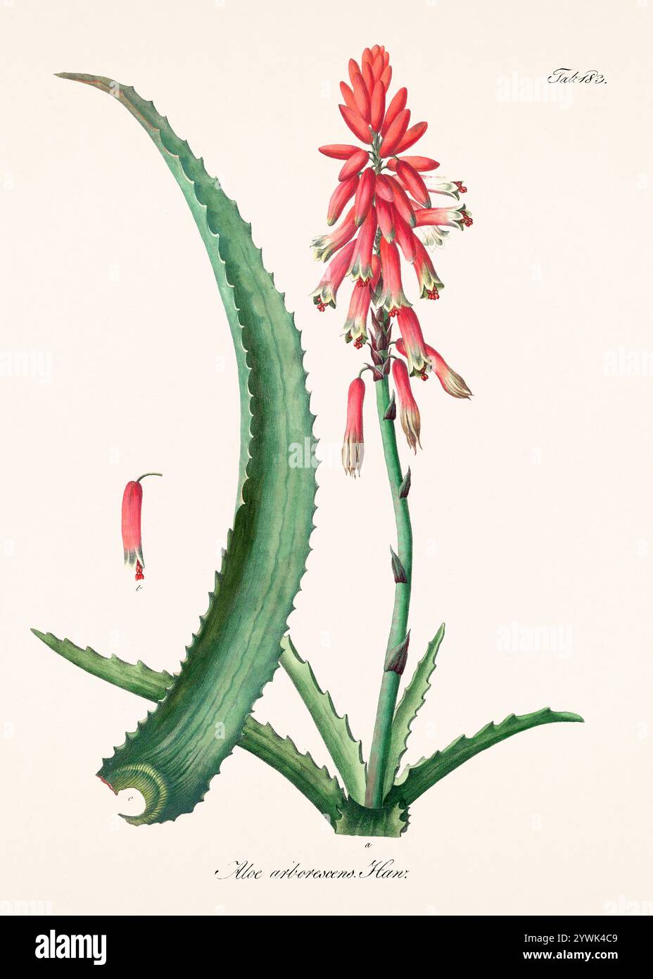 Antike botanische Illustration von 1828. Zeigt eine Heilpflanze, die im österreichischen Arzneibuch von 1820 aufgeführt ist und deren botanische und pharmazeutische Eigenschaften betont Stockfoto