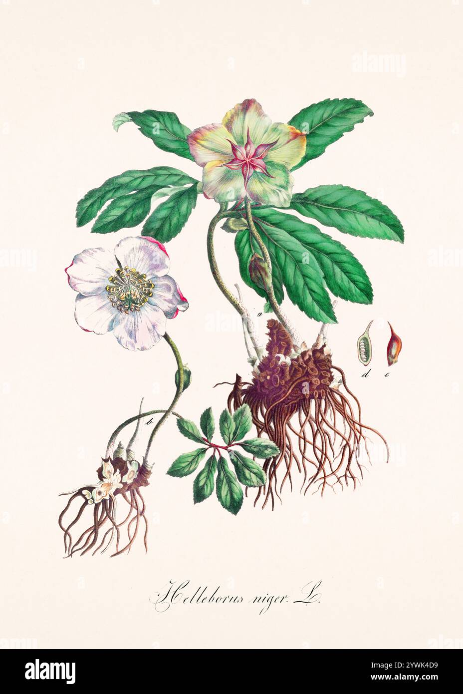 Antike botanische Illustration von 1828. Zeigt eine Heilpflanze, die im österreichischen Arzneibuch von 1820 aufgeführt ist und deren botanische und pharmazeutische Eigenschaften betont Stockfoto