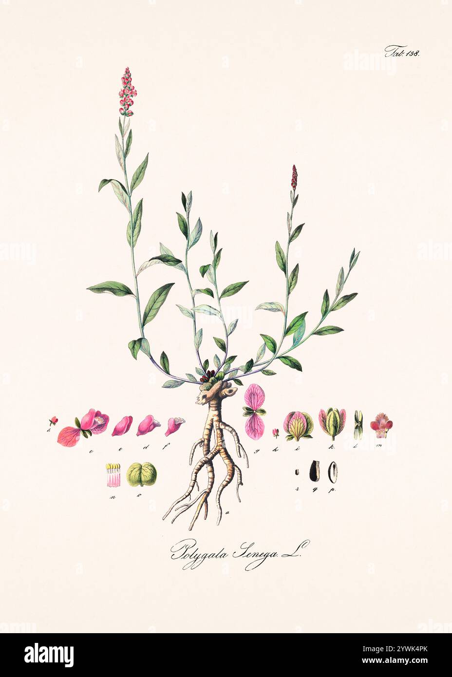 Antike botanische Illustration von 1828. Zeigt eine Heilpflanze, die im österreichischen Arzneibuch von 1820 aufgeführt ist und deren botanische und pharmazeutische Eigenschaften betont Stockfoto