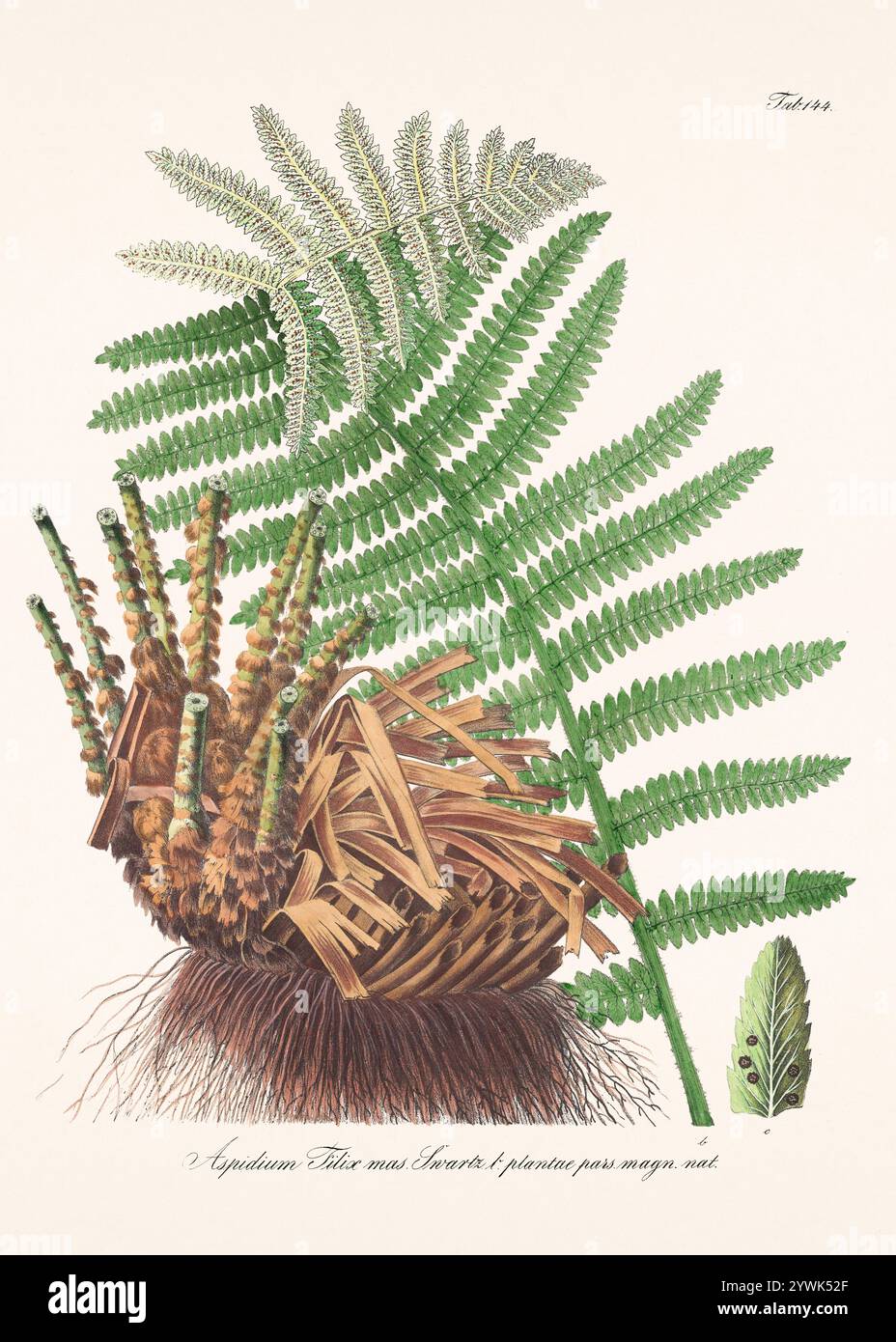 Antike botanische Illustration von 1828. Zeigt eine Heilpflanze, die im österreichischen Arzneibuch von 1820 aufgeführt ist und deren botanische und pharmazeutische Eigenschaften betont Stockfoto