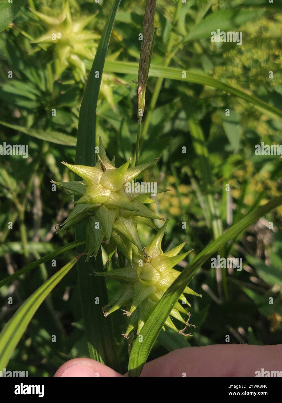 Gray's Segge (Carex gryi) Stockfoto