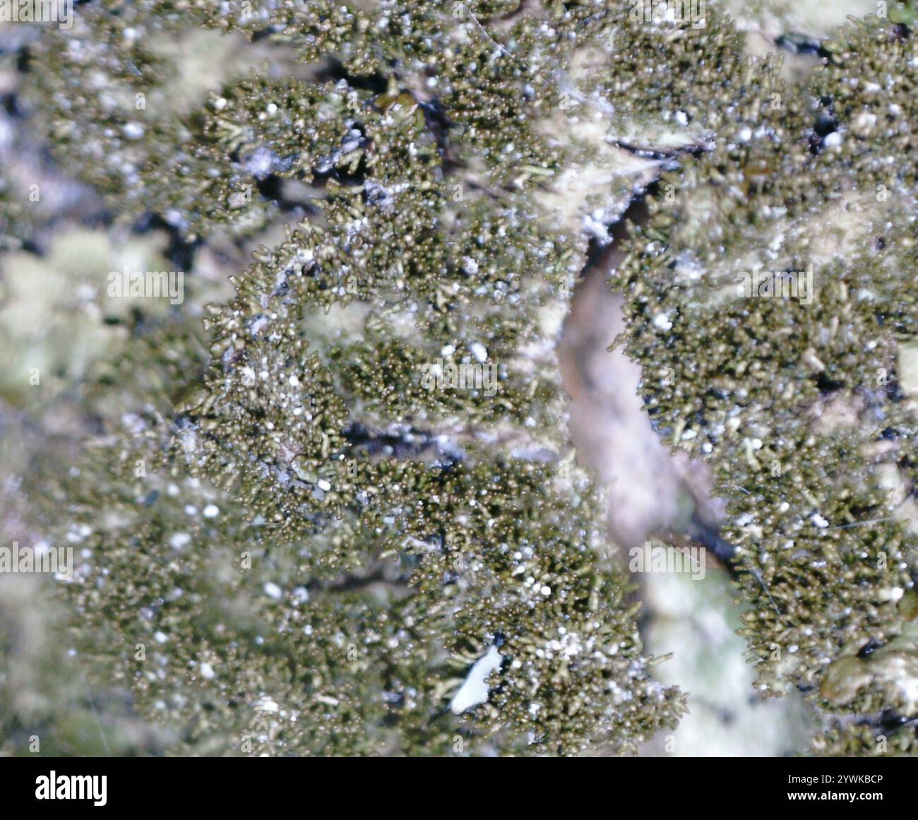 Polierte Tarnflechte (Melanelixia glabratula) Stockfoto