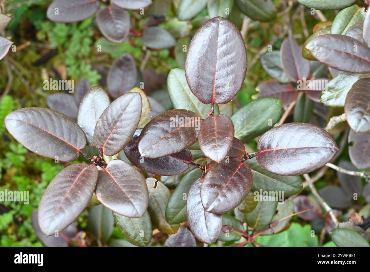 Metallisch violettes Laub von Rhododendron „Elizabeth Lockhart“ im britischen Garten Juli Stockfoto