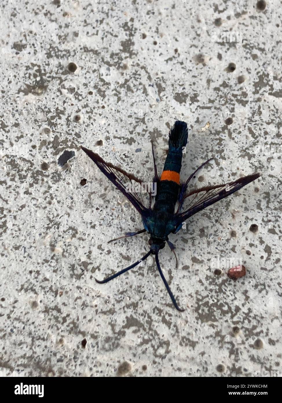 Rotgürtel-Clearwing-Motte (Synanthedon myopaeformis) Stockfoto