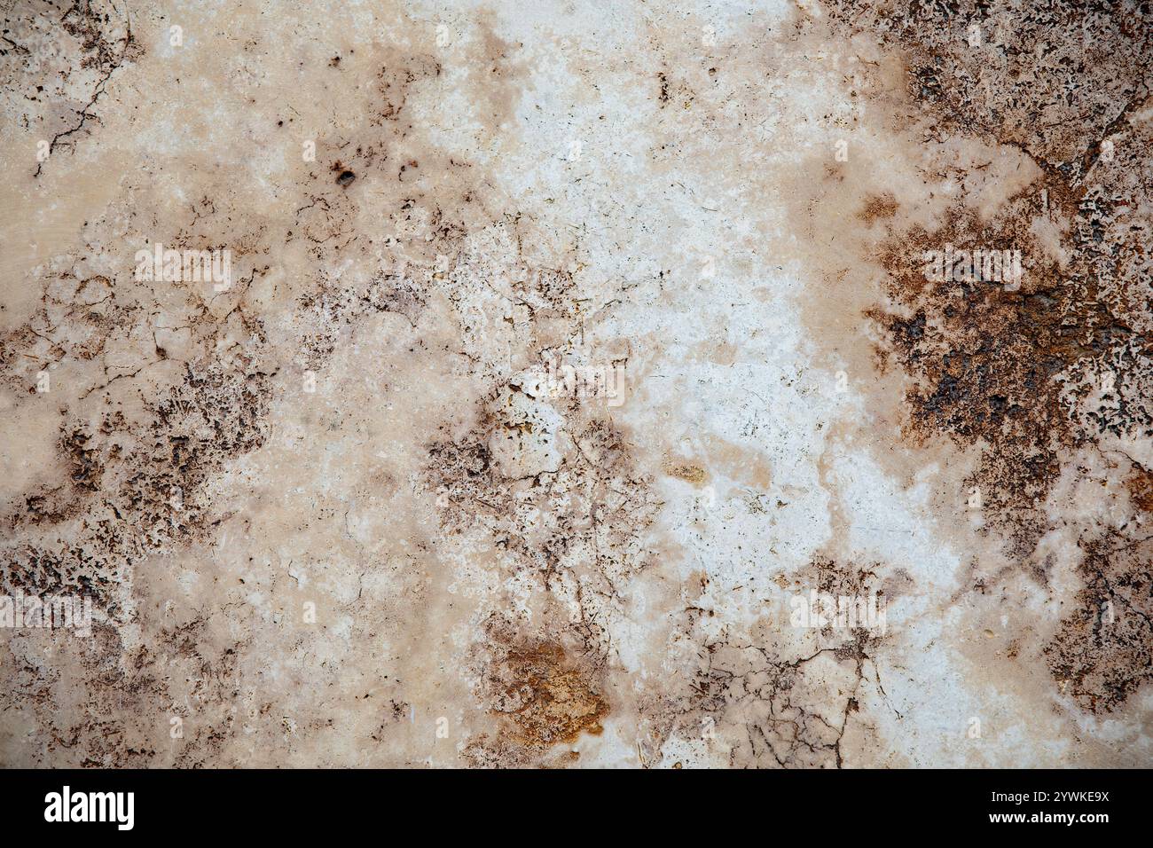 Zufällige, Einzigartige, Natürliche Cannstatter Travertin Textur - Süßwasser Kalkstein Hintergrund Stockfoto