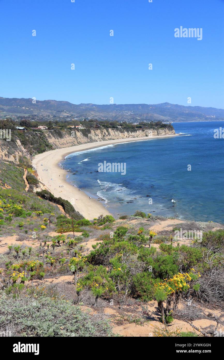 Malibu, California, Usa. Point Dume State Beach mit riesigen Coreopsis (Riesenmeerdahlie) Blumen. Stockfoto