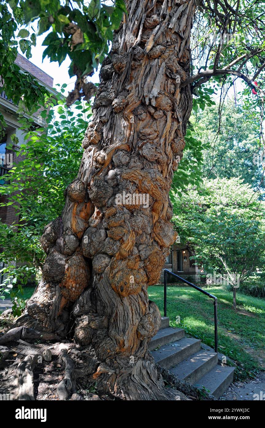 Ein knorriger Baum, bekannt als The Witches’ Tree, steht in der Nähe des Central Park im Viertel Old Louisville, wo sich ein Hexenzirkel getroffen haben soll. Stockfoto