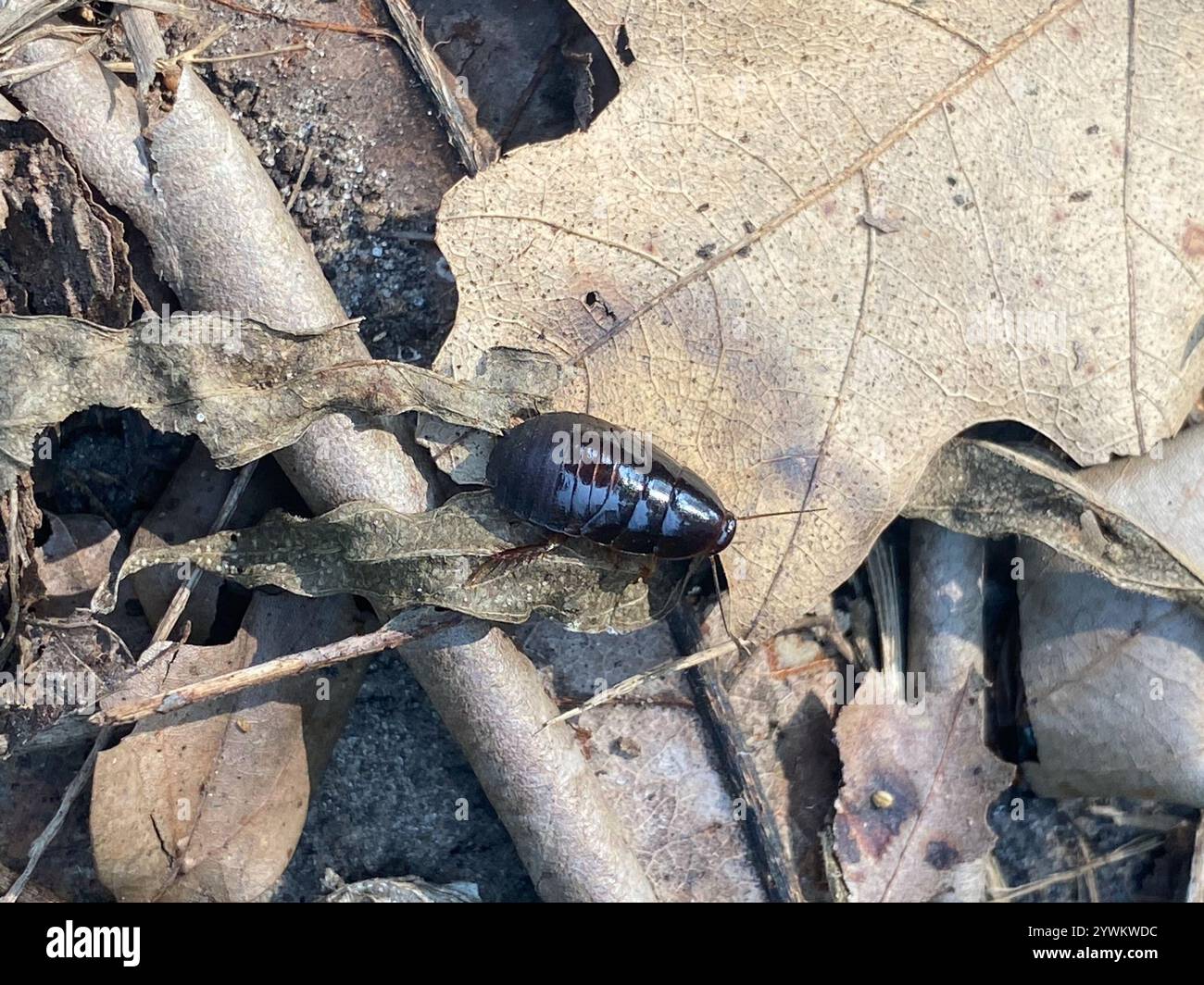 Surinam-Schabe (Pycnoscelus surinamensis) Stockfoto