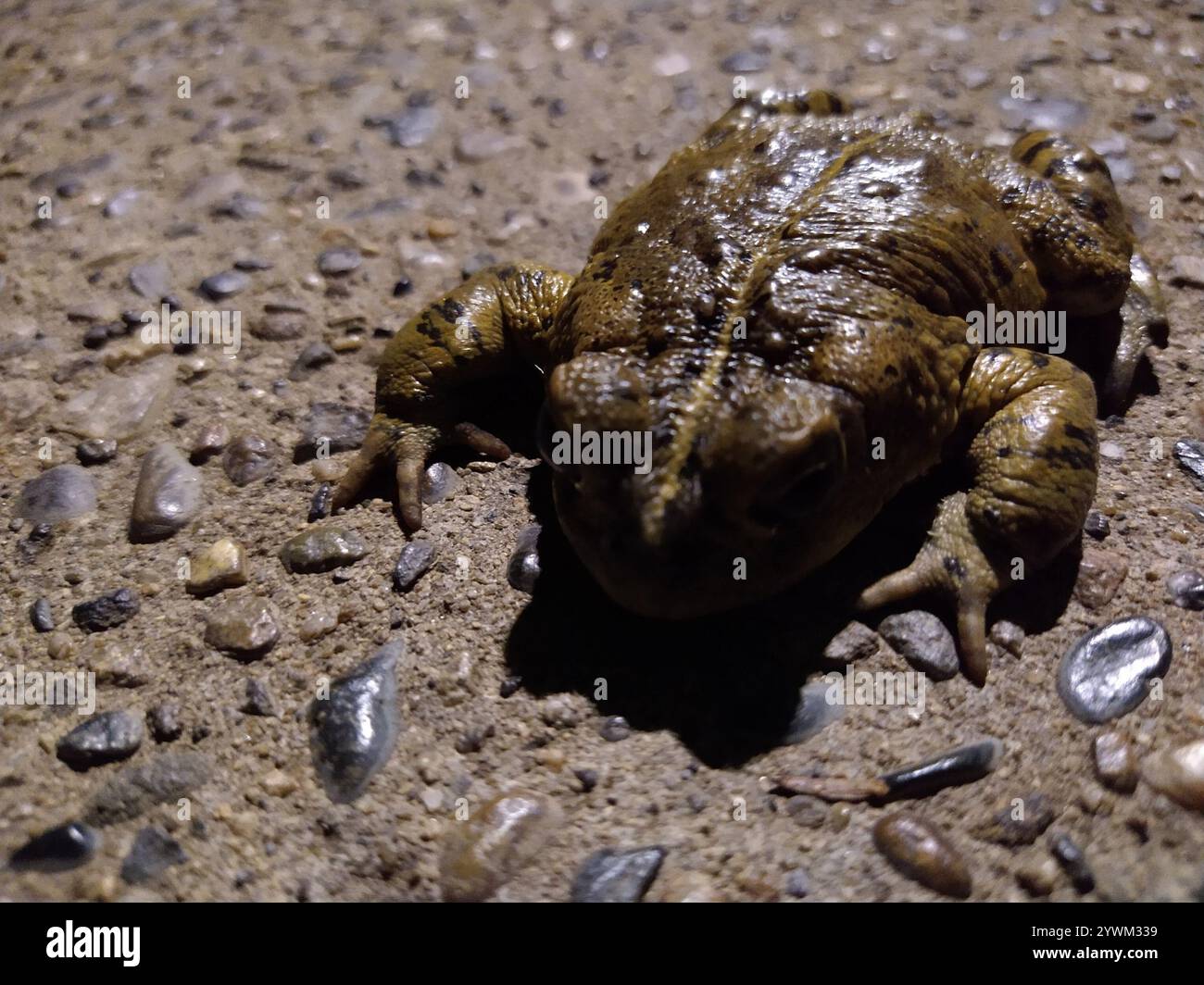 Westkröte (Anaxyrus boreas) Stockfoto