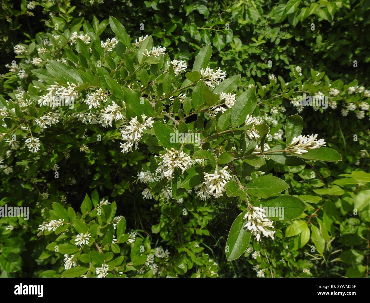 philodendron mamei climbing Philodendron mamei – Silver-Mottled Creeping Philodendron