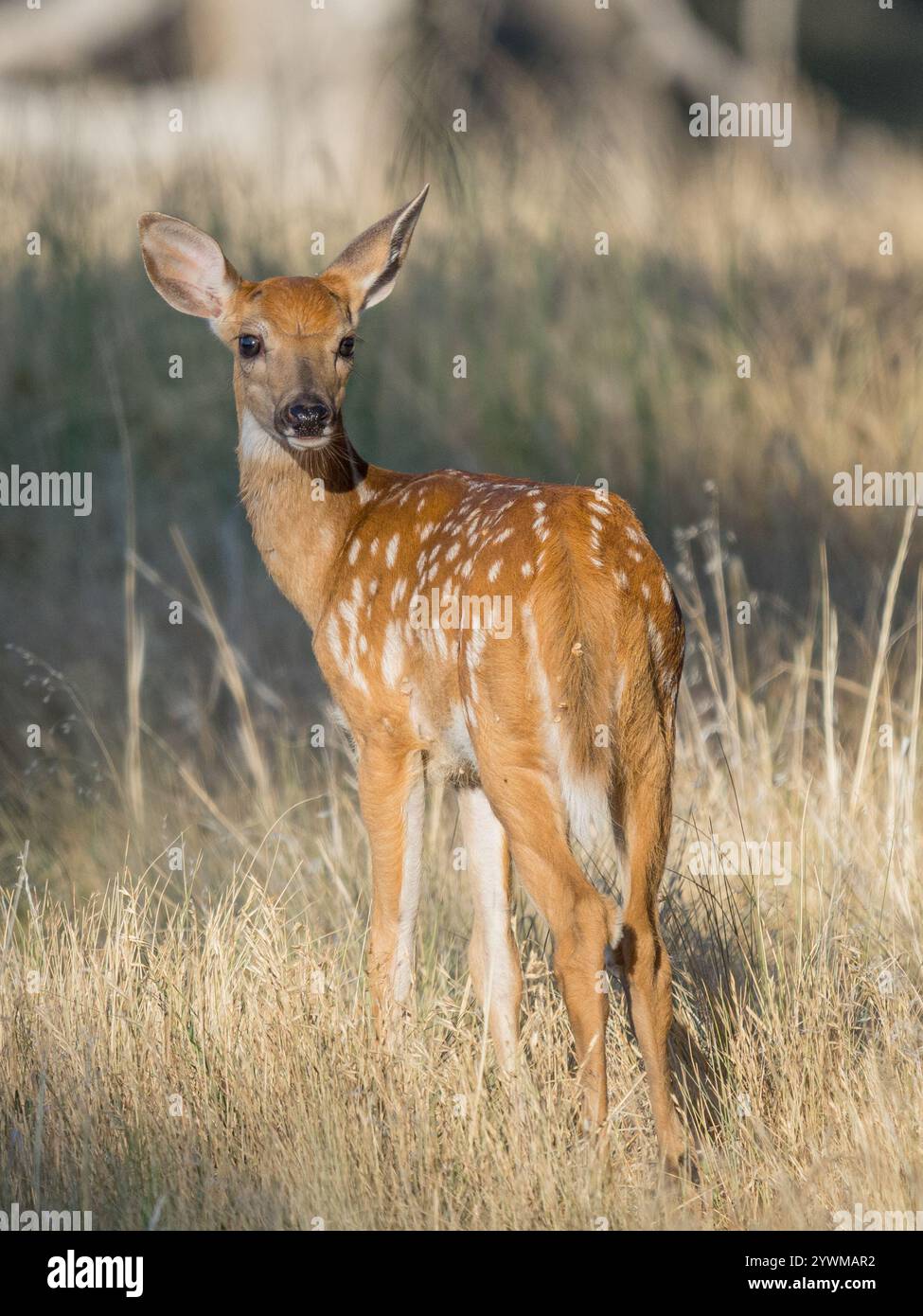 weißwedelhirsche, die auf einer grasbewachsenen Wiese kitzeln Stockfoto