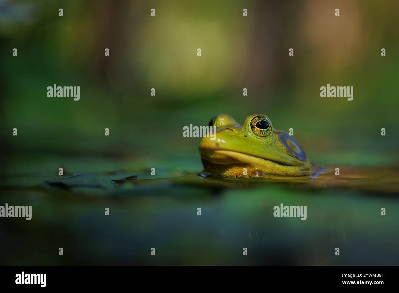 Amerikanischer Ochsenfrosch Stockfoto