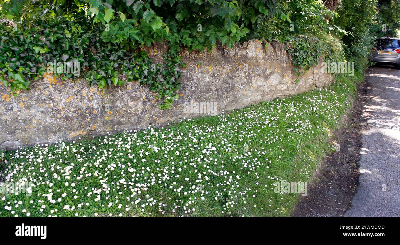Dorfgras gefüllt mit weißen Gänseblümchen in der Junisonne Stockfoto