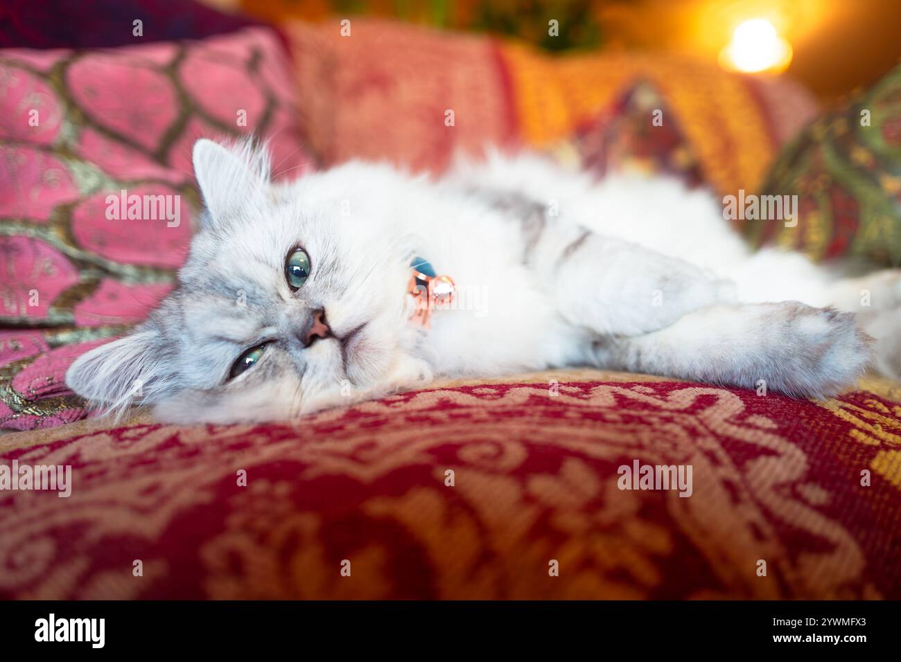 Eine süße, weiße, langhaarige Katze, die sich auf einem Sofa entspannt – eine reinrassige Perserin oder Chinchilla mit silbernem Fell. Stockfoto