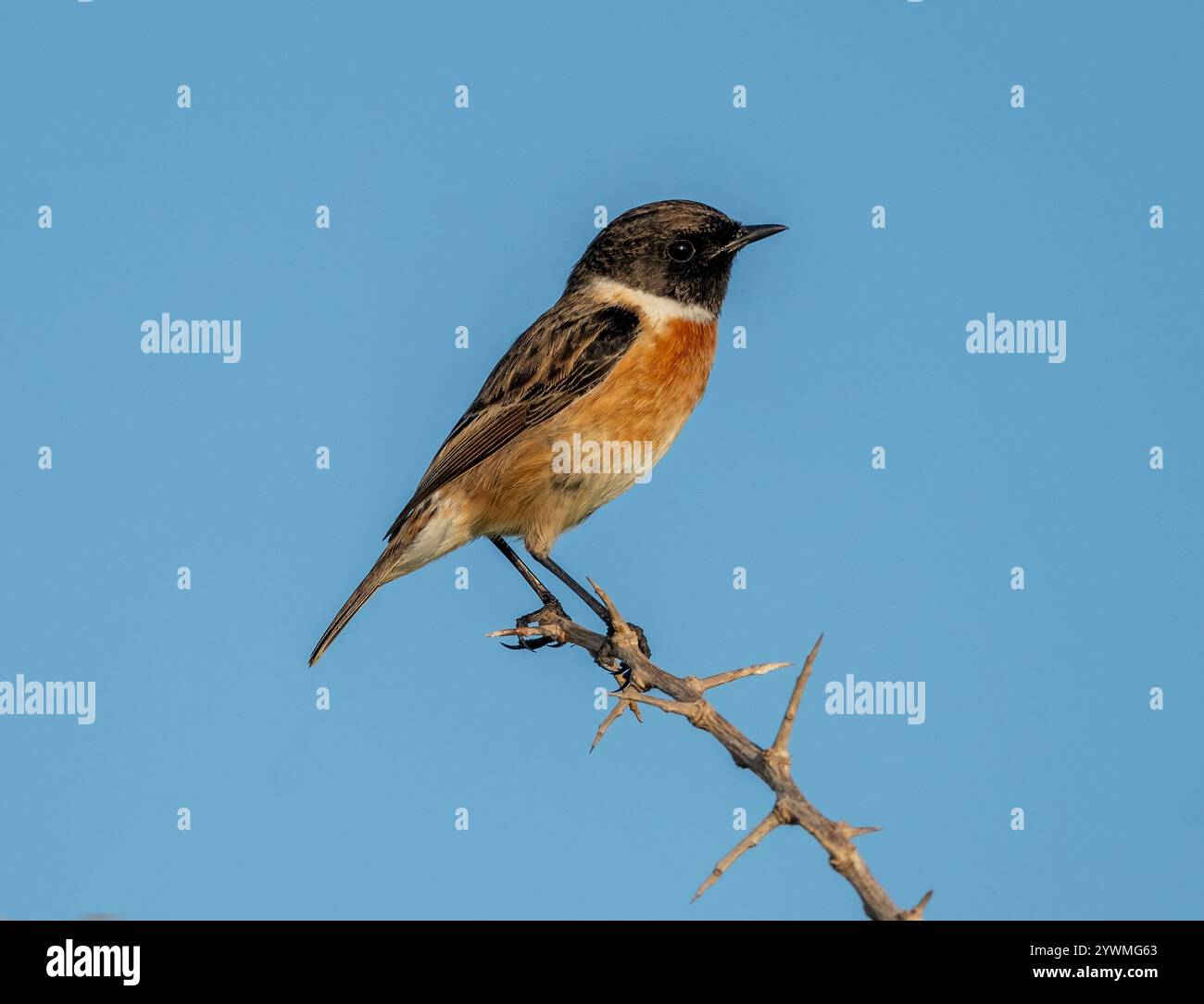 Männlicher Europäischer Stonechat (Saxicola rubicola) Paphos, Zypern Stockfoto