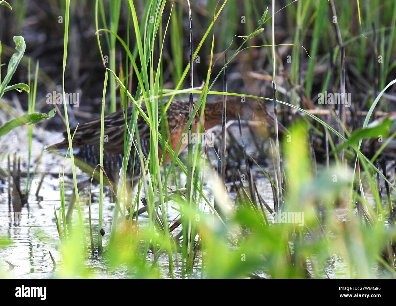 Kingsize-Schiene (Rallus elegans) Stockfoto