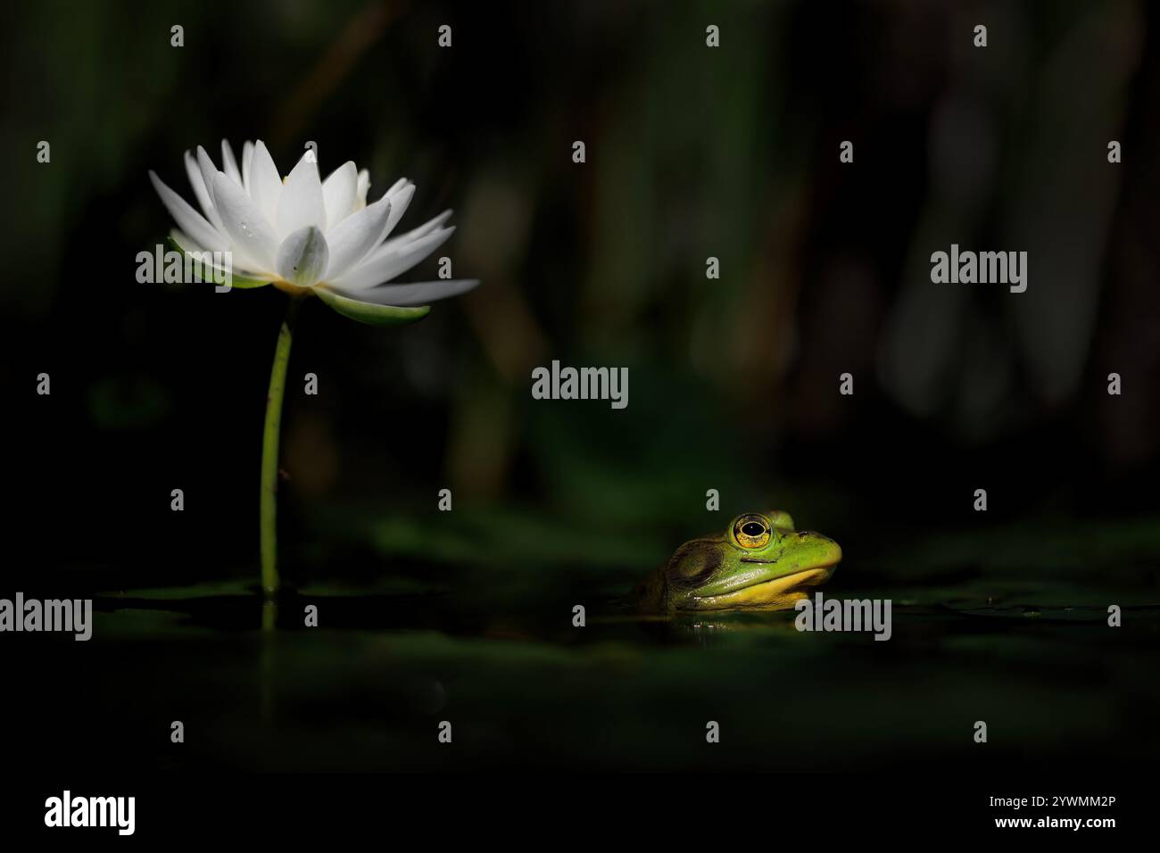Amerikanischer Ochsenfrosch Stockfoto