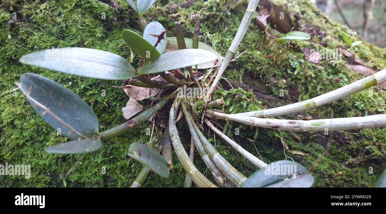 Ironbark-Feder-Orchidee (Dendrobium aemulum) Stockfoto