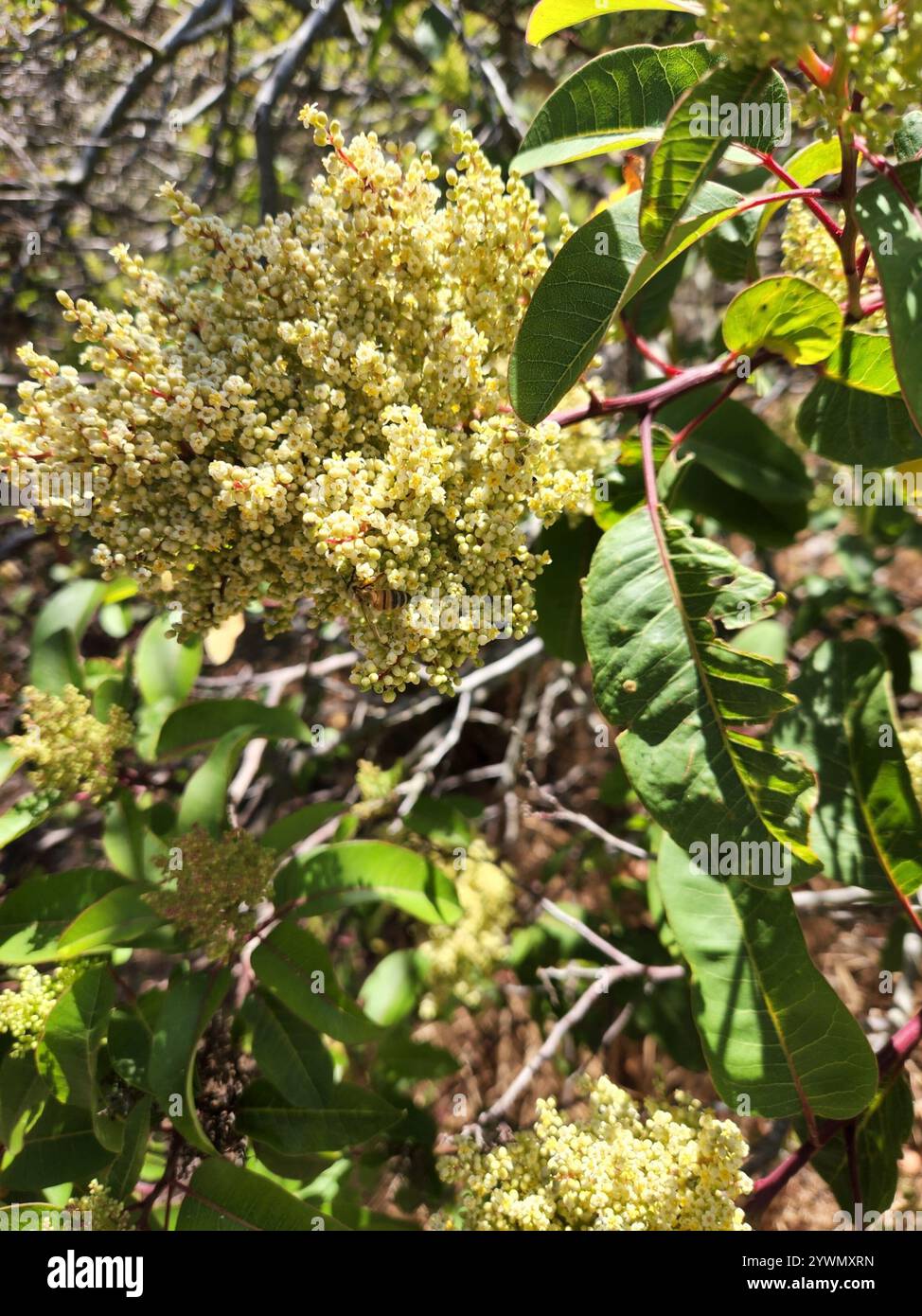 lorbeersumac (Malosma laurina) Stockfoto