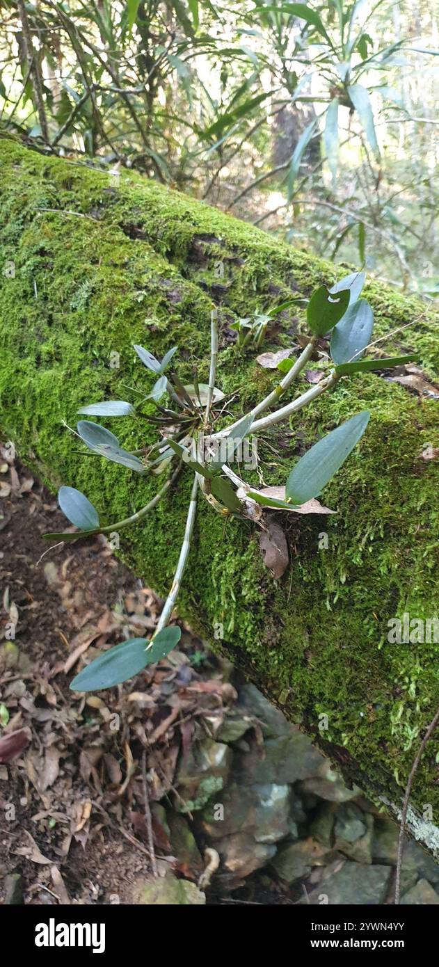 Ironbark-Feder-Orchidee (Dendrobium aemulum) Stockfoto
