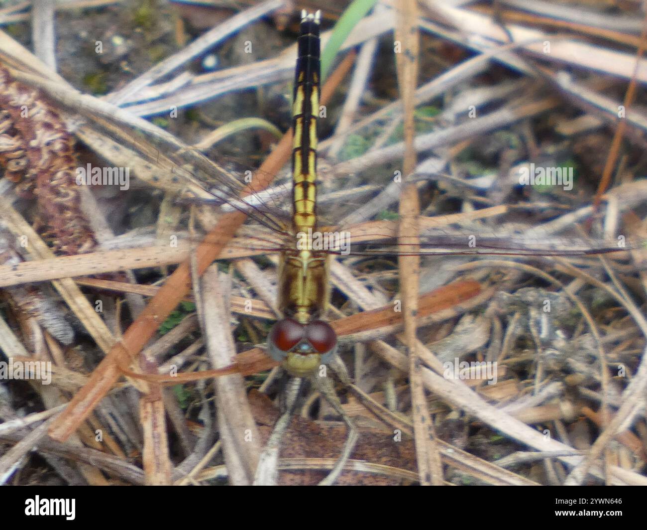 Little Blue Dragonlet (Erythrodiplax minuscula) Stockfoto