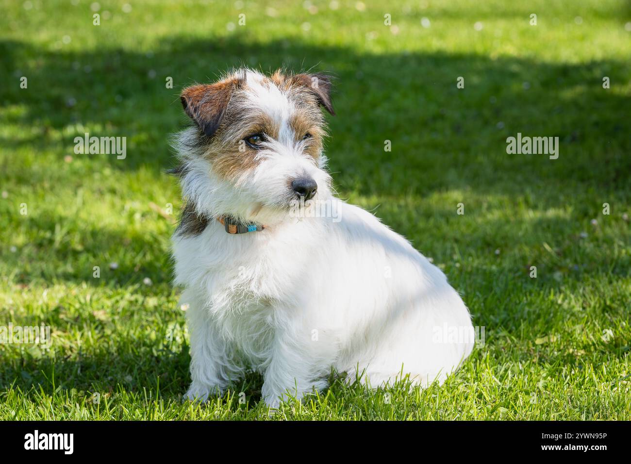 Reinrassiger, gebrochener Welpe Jack Russell Terrier sitzt im Garten. Jack Parson Russell Terrier Welpe Hund, braun rau beschichtet, draußen im Park. Stockfoto