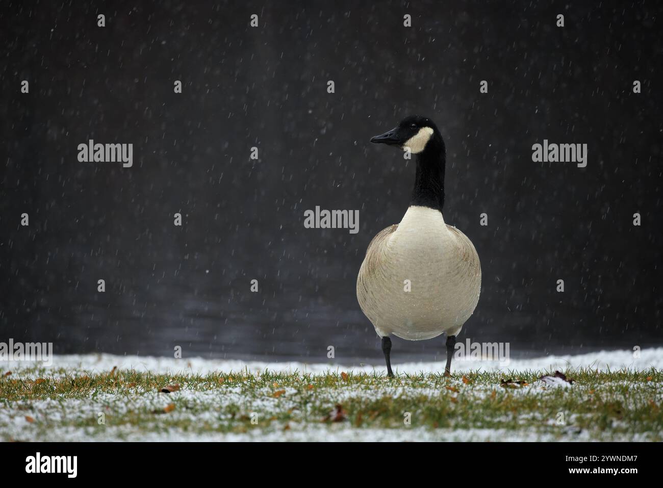 Eine Kanadas-Gans im Schneesturm. Stockfoto