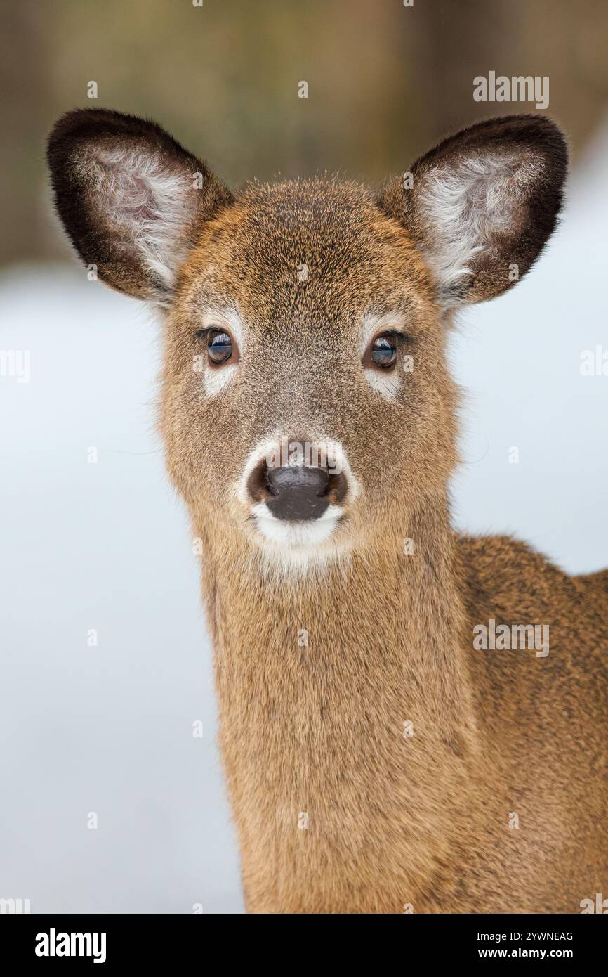 Weißwedelhirsche während eines Maine-Winters. Stockfoto