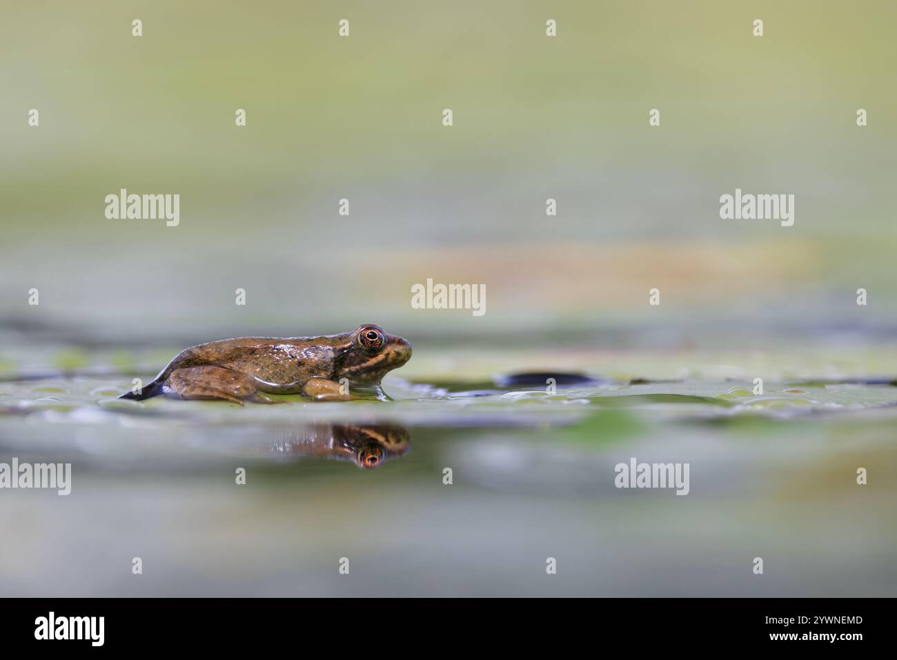 Ein kleiner Frosch, der noch seinen Schwanz hat, liegt auf einem Lilienpad. Stockfoto