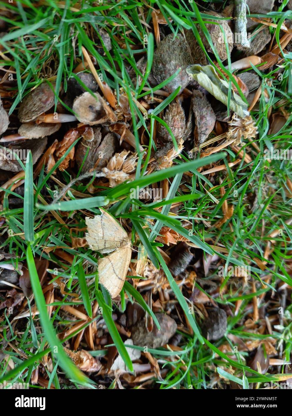 Tontriple-Lines (Cyclophora linearia) Stockfoto