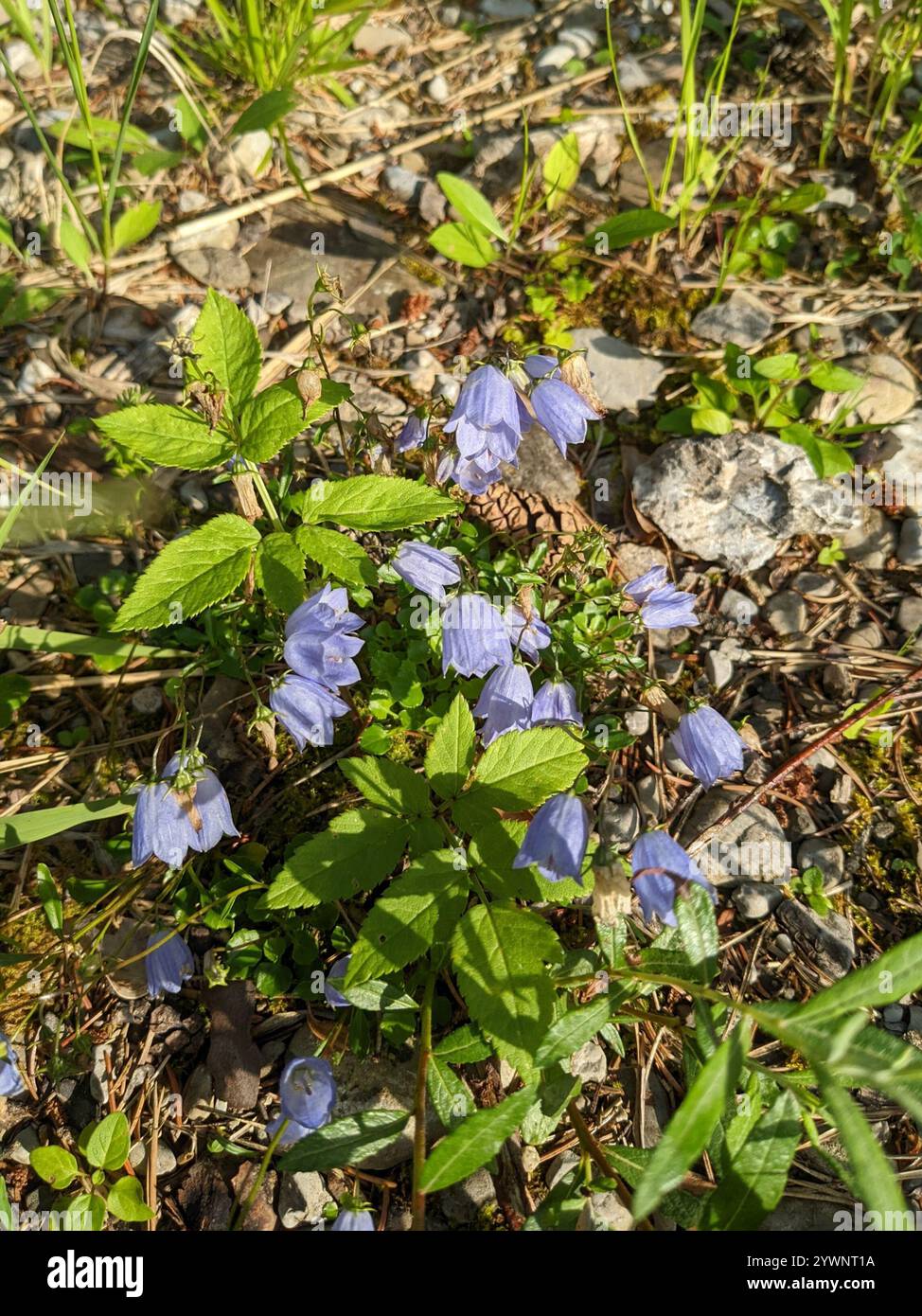 Feenhülle (Campanula cochleariifolia) Stockfoto