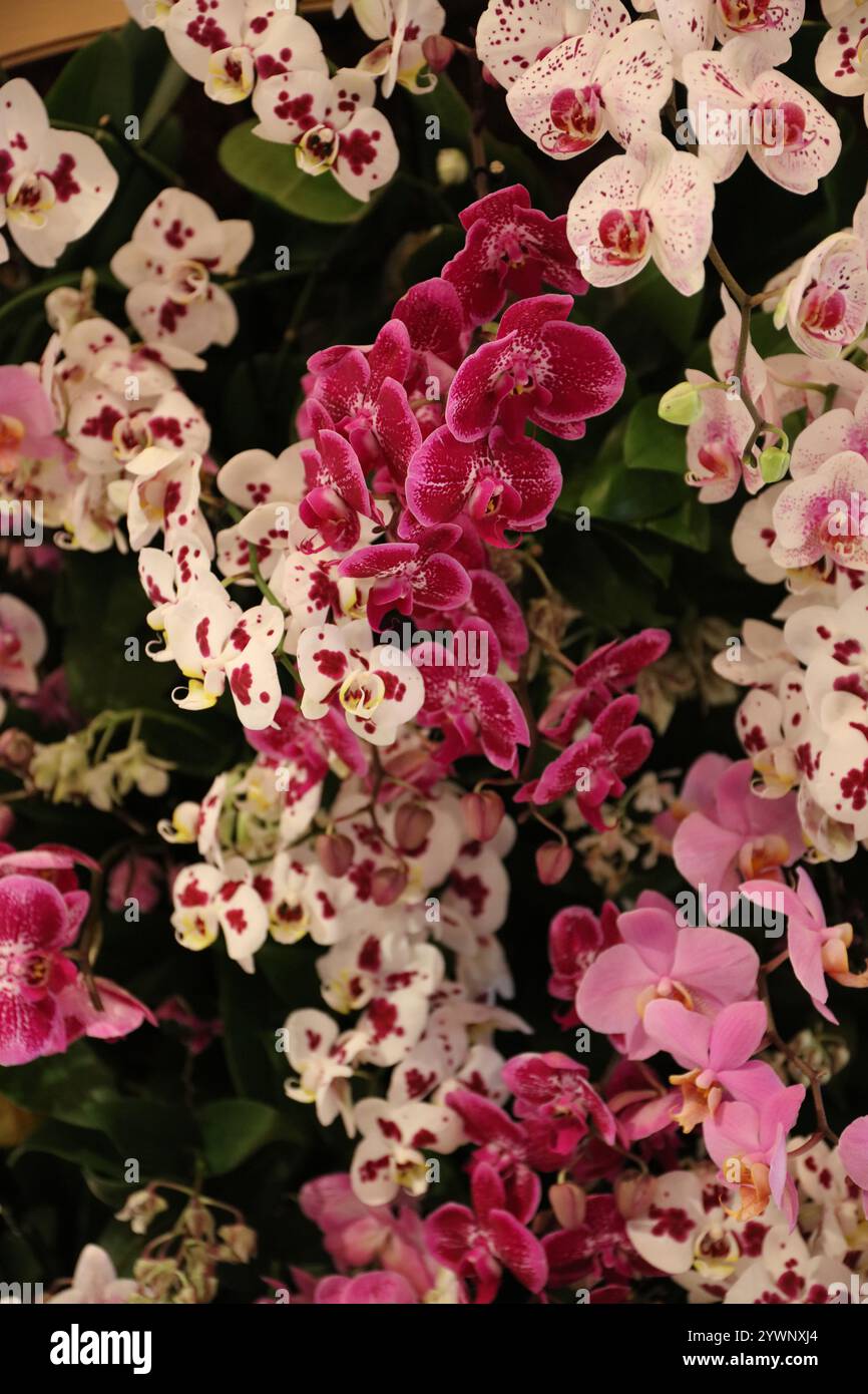 Eine Blumenausstellung voller Phalaenopsis-Orchideen bei der Orchid Show im Chicago Botanic Garden in Glencoe, Illinois, USA Stockfoto