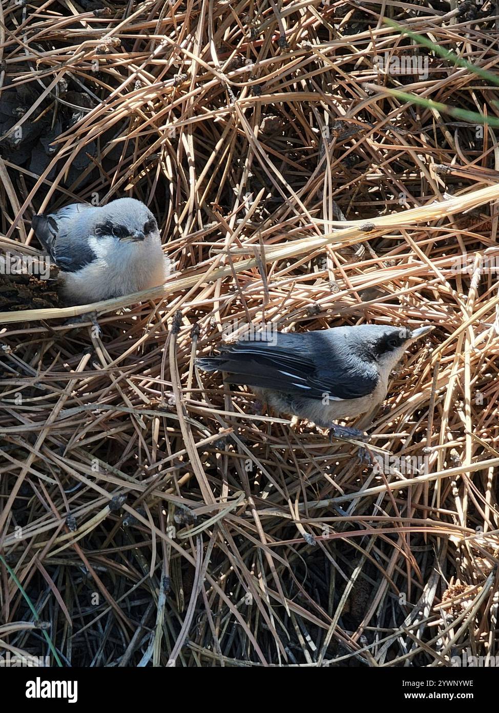 Pygmy Nuthatch (Sitta pygmaea) Stockfoto