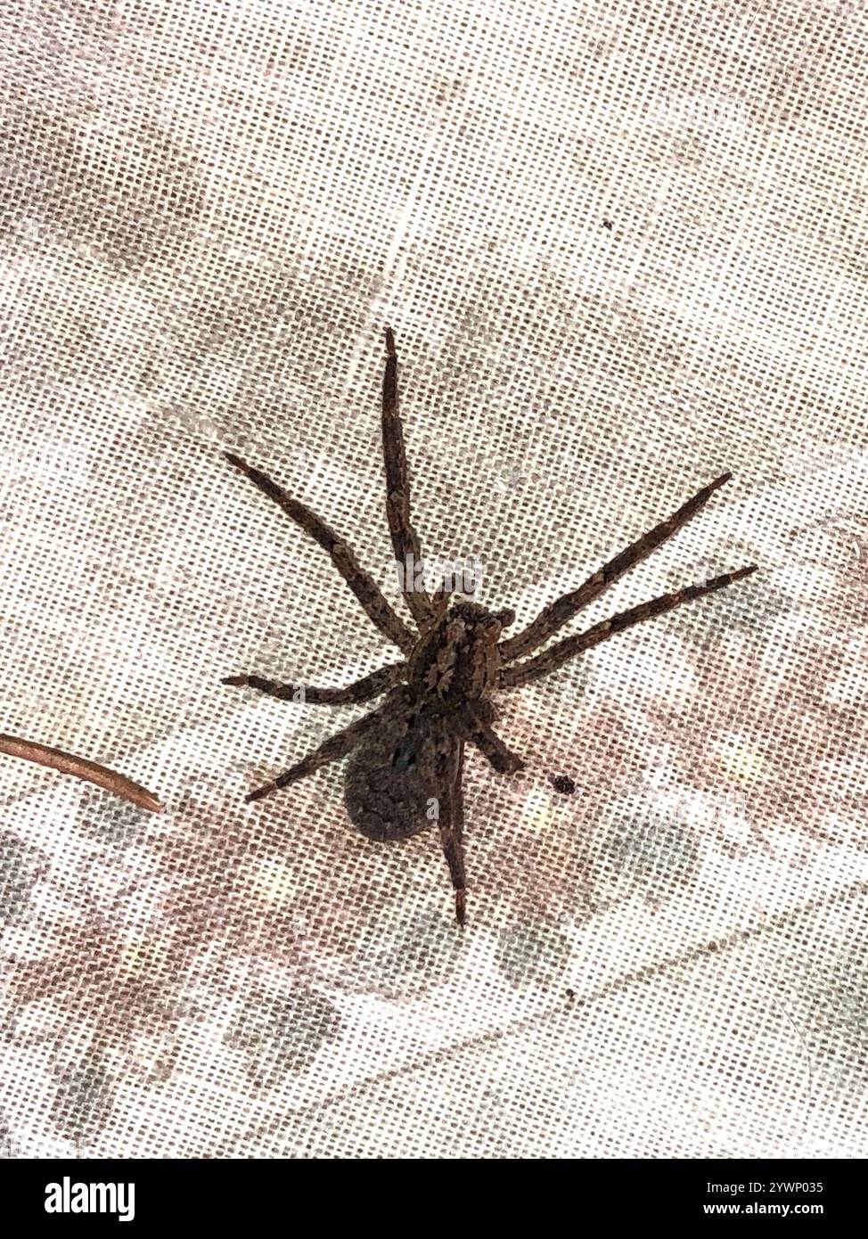 Mediterrane Stachelspinne mit falschem Wolf (Zoropsis spinimana) Stockfoto