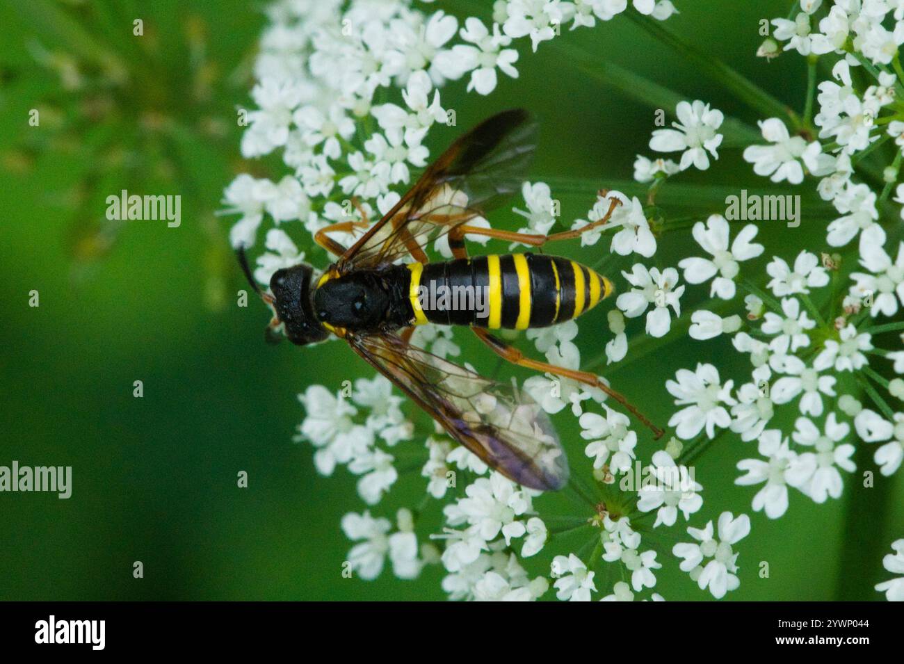 Edle Wasp-Sägefliege (Tenthredo vespa) Stockfoto